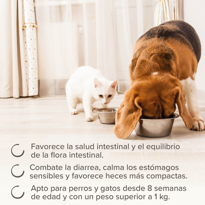 Intestopro Regulador Intestinal Perro (40 ml)
