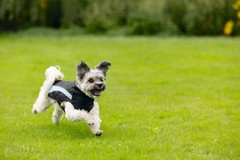 Abrigo para Perro Beeztees Saby Negro/Azul | Impermeable y Cálido